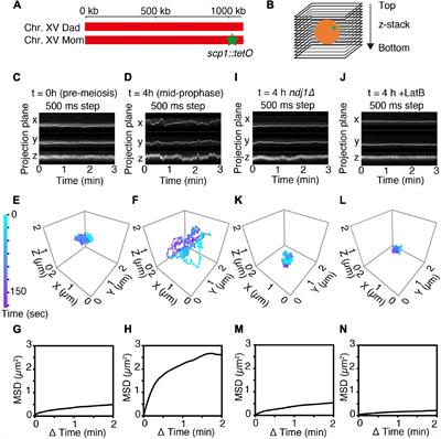 High Temporal Resolution 3D Live-Cell Imaging of Budding Yeast Meiosis Defines Discontinuous Actin/Telomere-Mediated Chromosome Motion, Correlated Nuclear Envelope Deformation and Actin Filament Dynamics